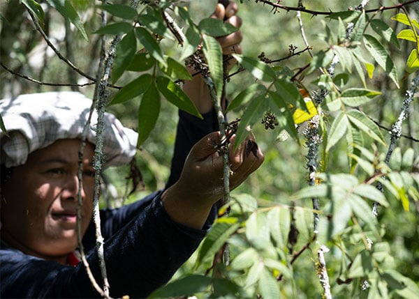Andalimanpfeffer-Ernte-2