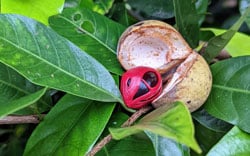 Muskatnussblüte in der Natur