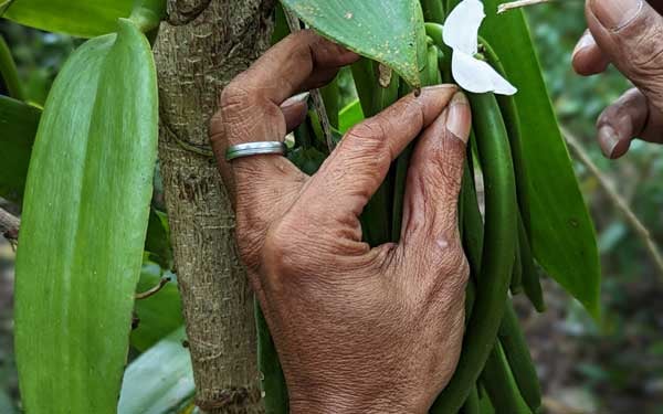 Vanilleblüte