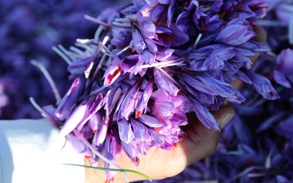 Safran-Blüte-mit-Hand