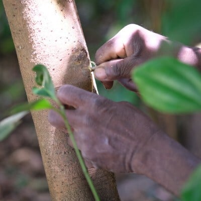roots. Gewuerze Auswahl Zimt
