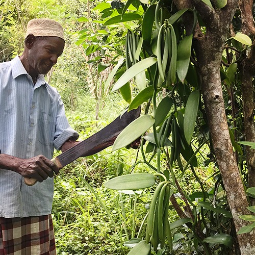 Bauer auf Pemba mit natürlich reifender Vanilleschote Nachhaltige Gewürze wie Vanille geerntet von Bauern auf Pemba