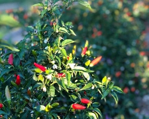 Gewuerze als Medizin wie durch Chili mit Capsaicin 