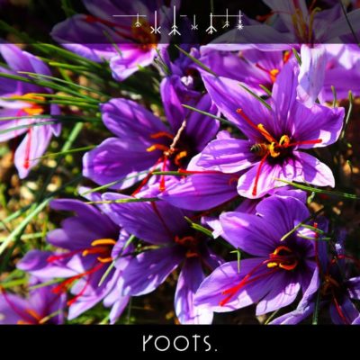Safranblüte in der Natur kurz vor der Ernte
