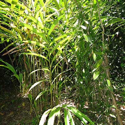 Grüner Kardamom von roots. natural in der Natur