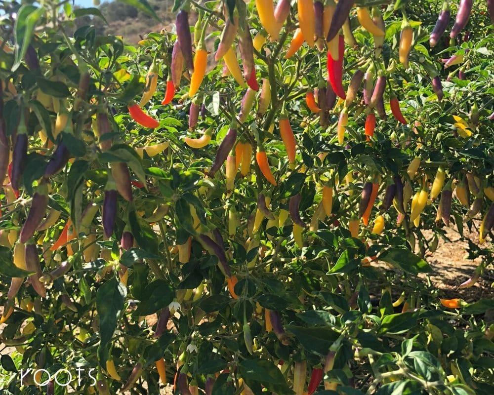 Nachhaltiger Gewuerzhandel mit Chilischote aus Kreta