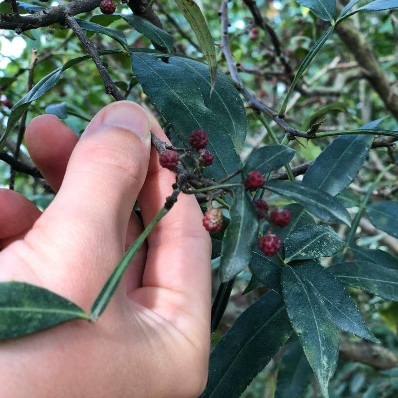 Wilder Himalaya-Pfeffer natürliche Gewürze kaufen und geniessen