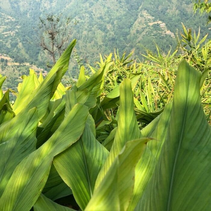 Nachhaltiger Anbau von Kurkuma und Ingwer im Gebirge von Nepal