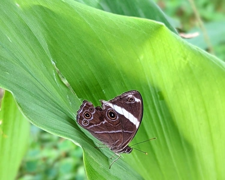 Schmetterling auf einem Kurkumablatt