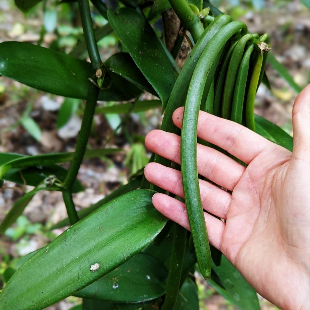 Vanilleschote bio reift natuerlich