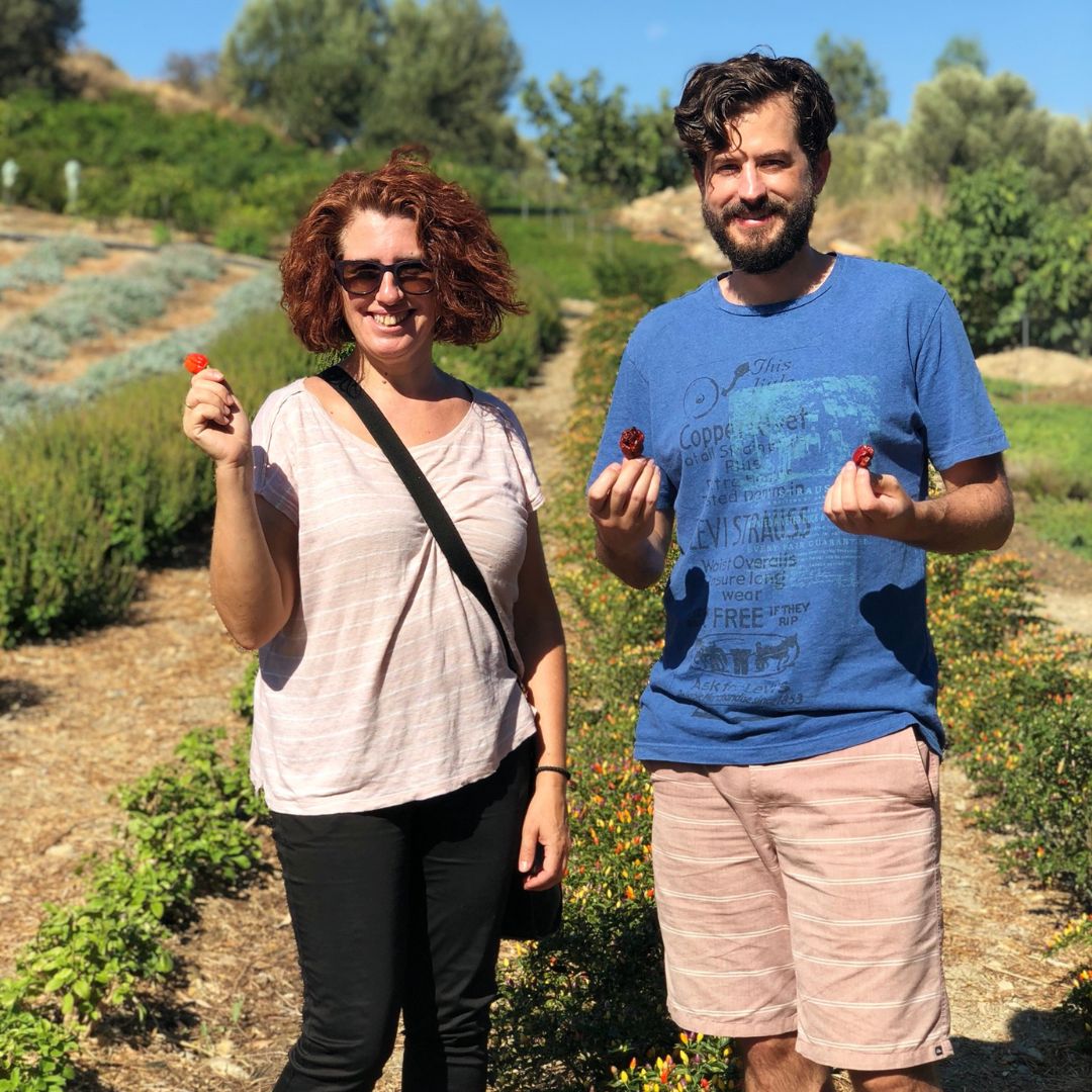 auf dem feld mediterrane Kraeuter