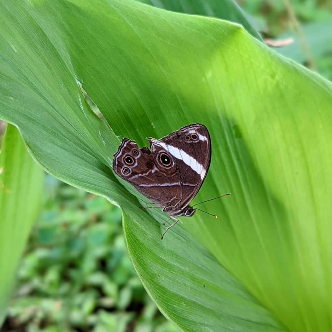 Schmetterling auf einem Kurkumablatt