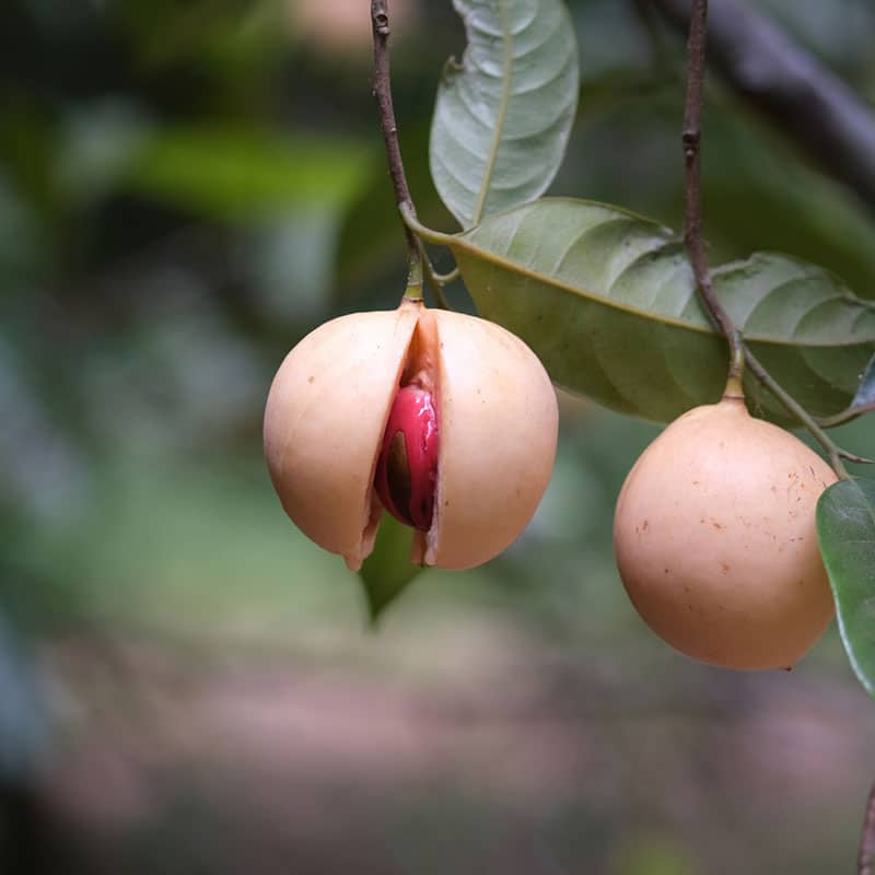 Muskatnussfruechte am Baum haengend